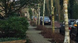 Himalayaberken (Betula utilis) langs Blauwe Vogelweg in Leiden