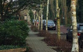 Himalayaberken (Betula utilis) langs Blauwe Vogelweg in Leiden