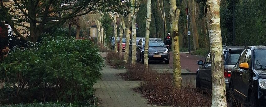 Himalayaberken (Betula utilis) langs Blauwe Vogelweg in Leiden