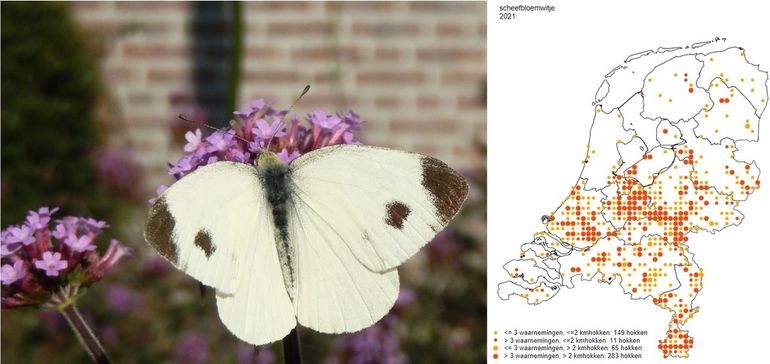 De waarnemingen van het scheefbloemwitje in 2021