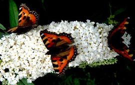 drie kleine vossen buddleia