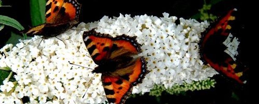 drie kleine vossen buddleia