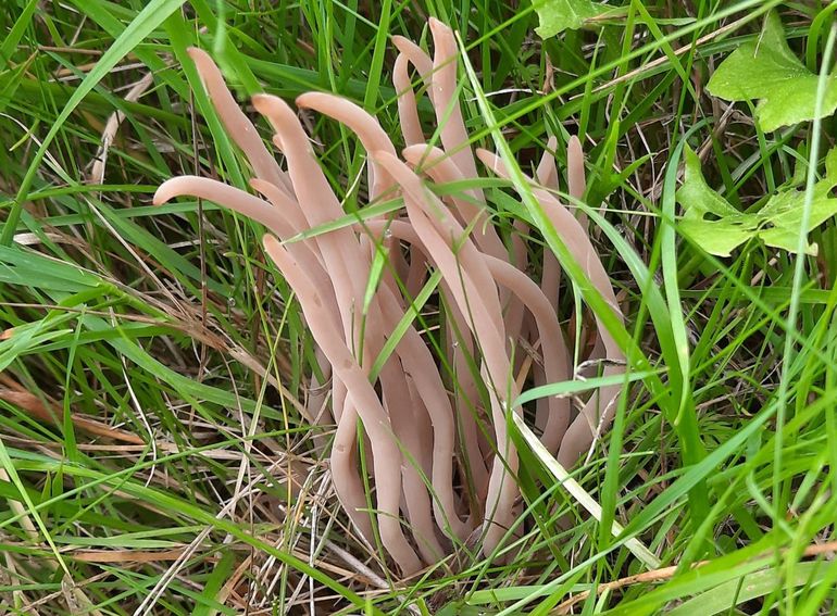 De zeldzame Rookknotszwam (Clavaria fumosa) werd meerdere keren gevonden
