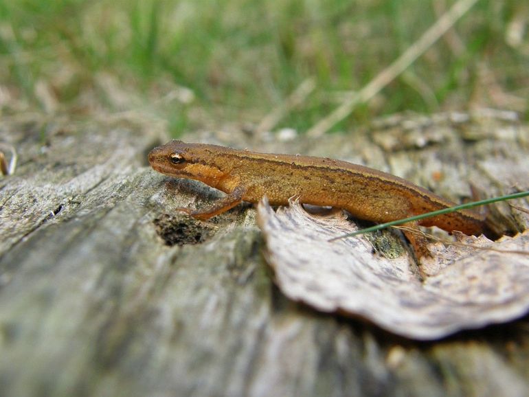 Het vrouwtje van de kleine watersalamander is in de landfase helemaal bruin