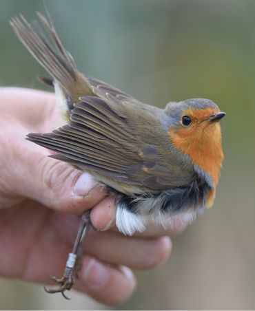 Geringde roodborst