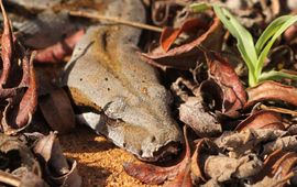 Diego Marquez Boa constrictor