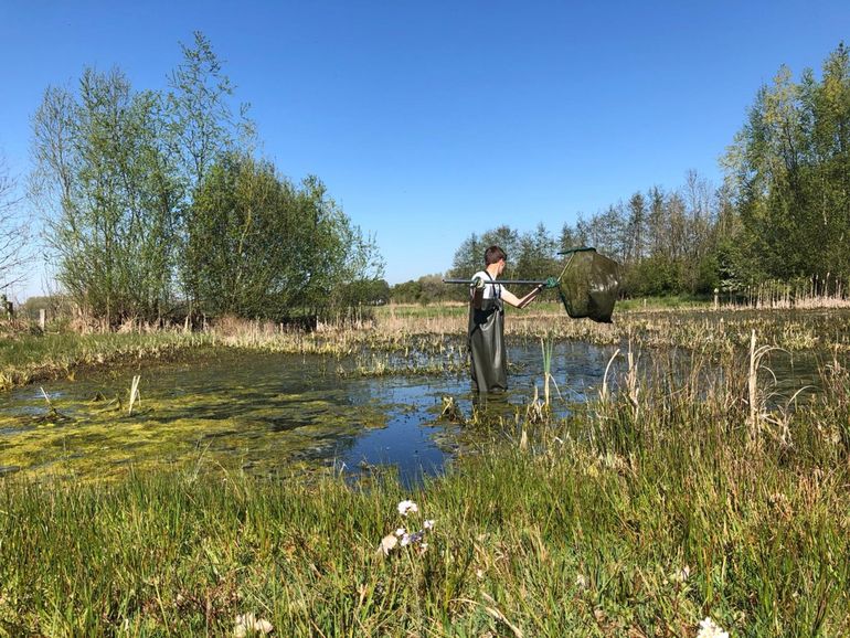 Onderzoek in een poel in Son en Breugel