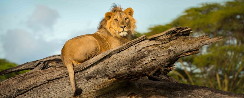 Een leeuw rust uit op een omgevallen boom in het Lewa Wildlife Conservancy in Kenia.