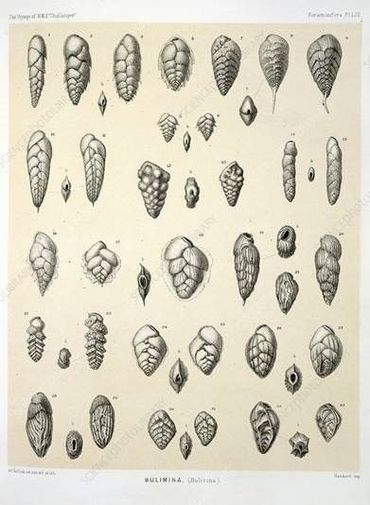 Drawings of foraminifera collected during the same oceanographic expedition as shown on the plate above. This picture also shows drawings of species forming a spiral shell