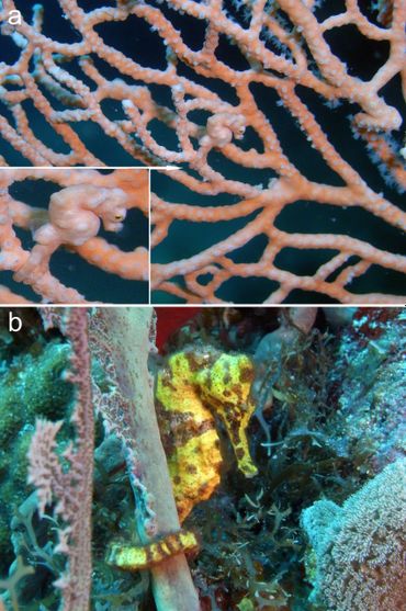 Twee Hippocampus-individuen die zich vastklampen aan gorgonische octokoralen in hun natuurlijke omgeving: (a) Hippocampus denise op de Raja Ampat-eilanden, West-Papoea, Indonesië (2006); (b) Hippocampus reidi op Sint Eustatius, Oost-Caribisch gebied (2015)