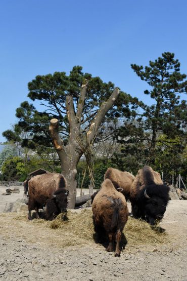 Bizons in de dierentuin