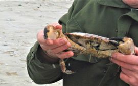 Groot exemplaar van de Noordzeekrab (Cancer pagurus), aangespoeld op Terschelling. Geen record, voor zover bekend