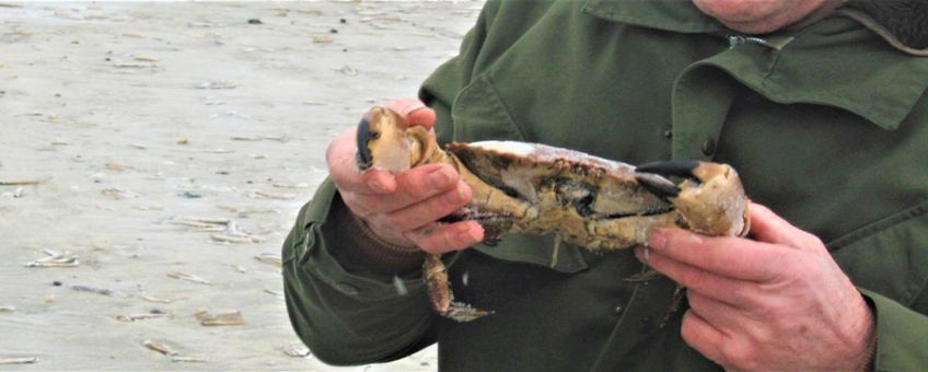 Groot exemplaar van de Noordzeekrab (Cancer pagurus), aangespoeld op Terschelling. Geen record, voor zover bekend