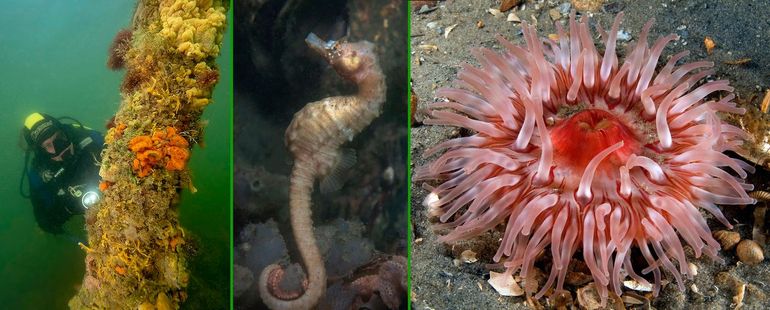 Duikend in eigen land neem je de mooiste dingen waar. Van zoete zeepaardjes tot zachtroze zeeanemonen (Kortsnuitzeepaardje en Zeedahlia)