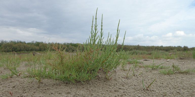 ‘Venetiaans’ zeekraal (Salicornia veneta) op een schor aan de Adriatische kust