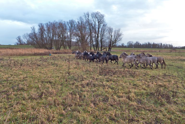 Konikpaarden in de Gelderse Poort bij Nijmegen