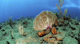 Common sea fan (Gorgonia ventalina)