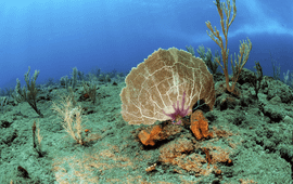 Common sea fan (Gorgonia ventalina)