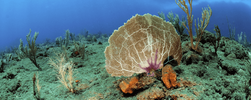 Common sea fan (Gorgonia ventalina)