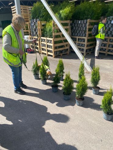 De hondentrainer laat de speurhond langs de neergezette planten lopen