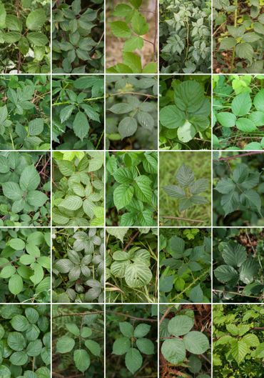 Een aantal van de vele bramensoorten in Nederland