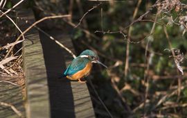 Alcedo-atthis. IJsvogel