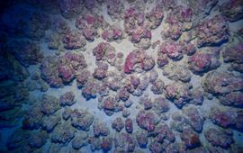 Nieuw ontdekt koraalrif op de Sababank