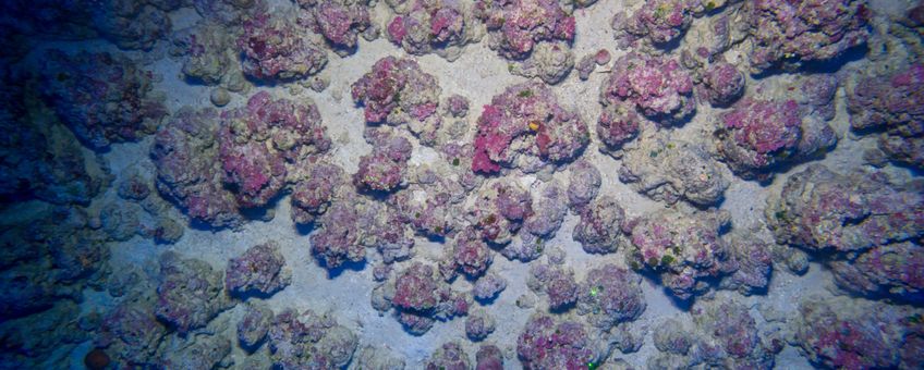Nieuw ontdekt koraalrif op de Sababank