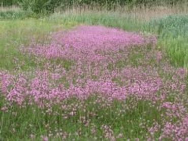 Echte koekoeksbloem in het veld