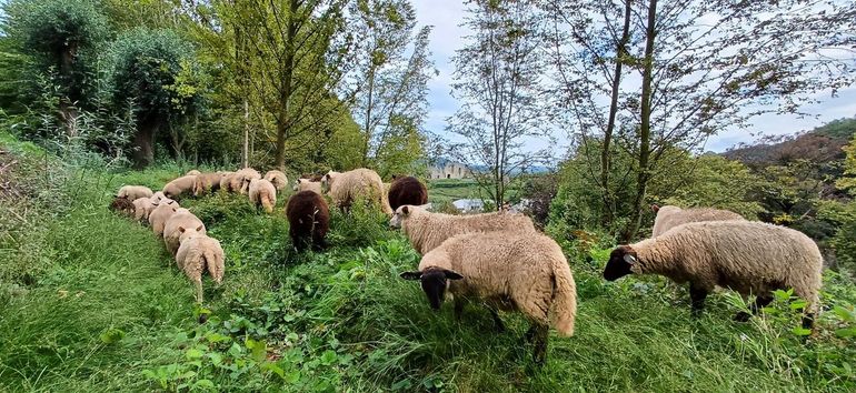 Begrazing met schapen op de steilwanden.