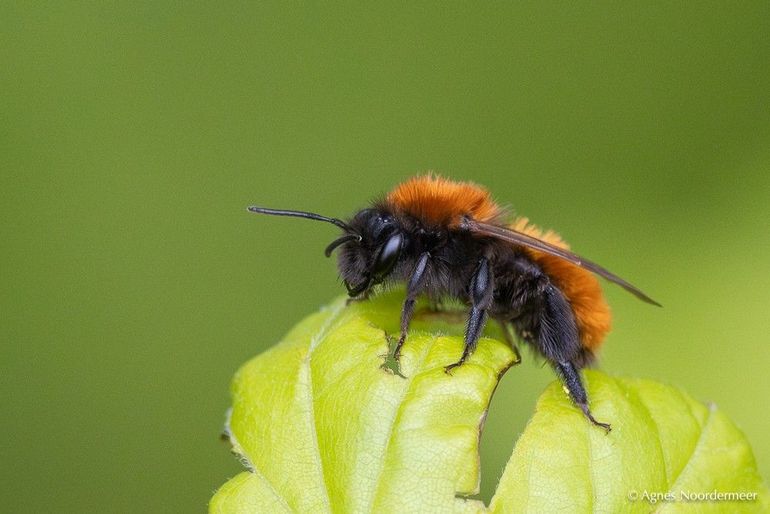 Vrouwelijke vosjes zijn roodbruin behaard