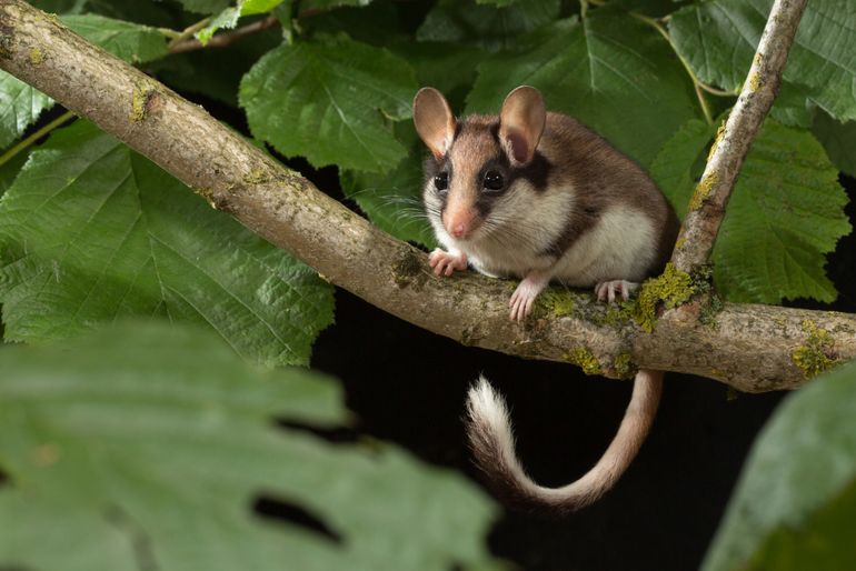De eikelmuis staat op de rand van uitsterven