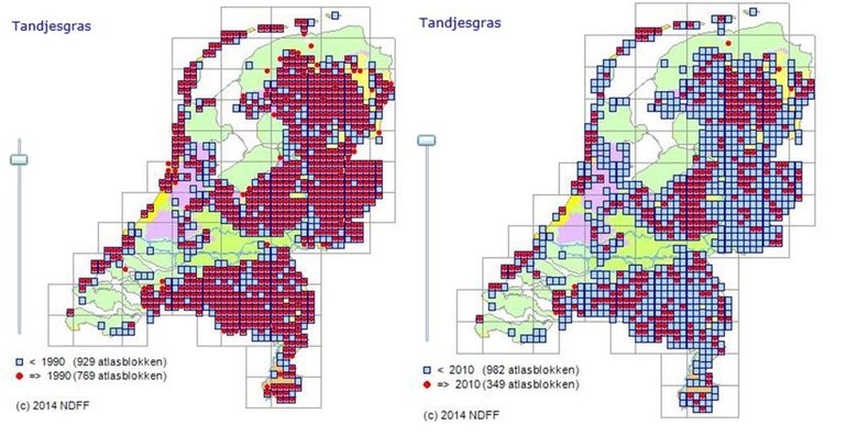 Verspreiding tandjesgras in 1990 en 2010