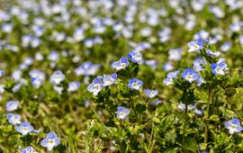 Grote ereprijs. Veronica persica