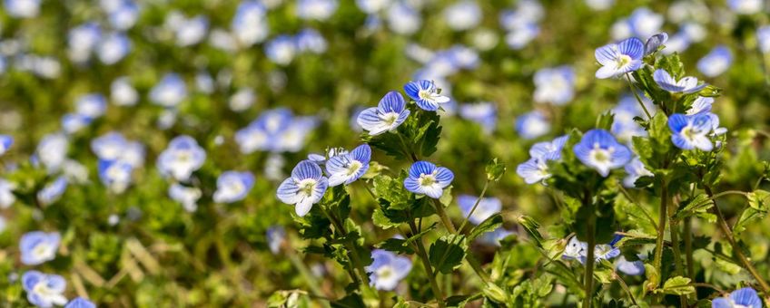 Grote ereprijs. Veronica persica