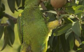 Yellow-shouldered Amazon Parrot eating mispel fruit