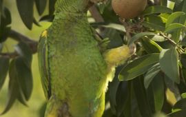 Yellow-shouldered Amazon Parrot eating mispel fruit