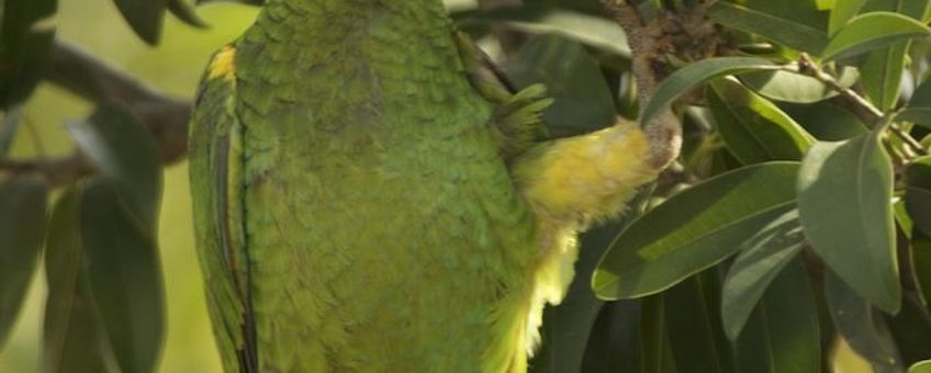 Yellow-shouldered Amazon Parrot eating mispel fruit