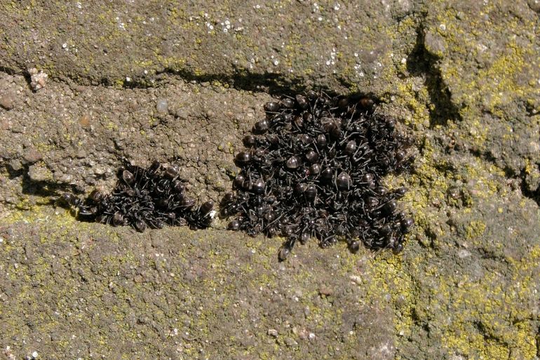 Zonnende werksters op een tuinmuur