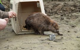 Deze bever heeft zijn uitstap naar het centrum van Leuven overleefd en werd gezond en wel terug losgelaten.