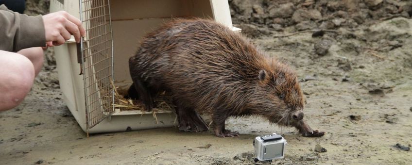 Deze bever heeft zijn uitstap naar het centrum van Leuven overleefd en werd gezond en wel terug losgelaten.