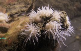 Paul Engels Margrietjes Actinothoe sphyrodeta
