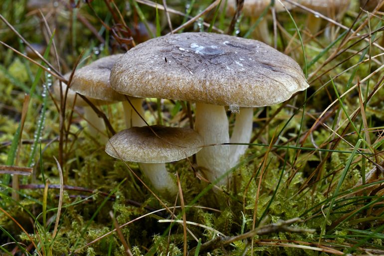 Bruine dennenslijmkoppen na nachtvorst