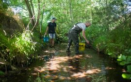 Karsten Reiniers, ARK Natuurontwikkeling Uitzetten van jonge zalmen in de Roode Beek bij Vlodrop