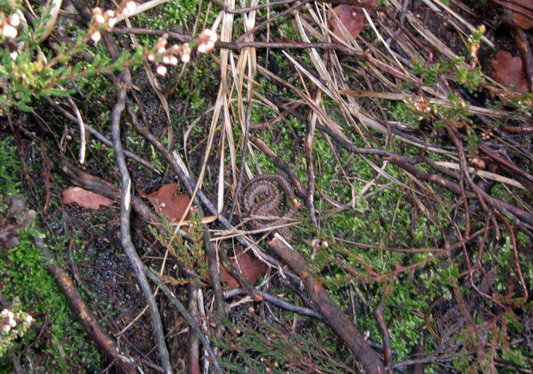 De op 28 december 2015 in De Meinweg (L) waargenomen jonge adderman