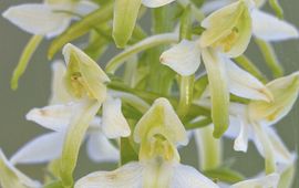 Mark Engels Nachtorchis hybride (Platanthera x hybrida)