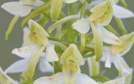 Nachtorchis hybride (Platanthera x hybrida)