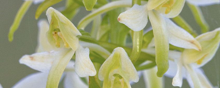 Nachtorchis hybride (Platanthera x hybrida)