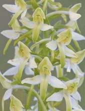 Nachtorchis-hybride (Platanthera x hybrida)