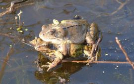 Paartje bruine kikker in paarhouding (amplex) op het ijs, eind februari Zuid-Limburg